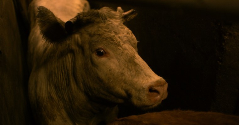 Film Exposure_Gorge Coeur Ventre III